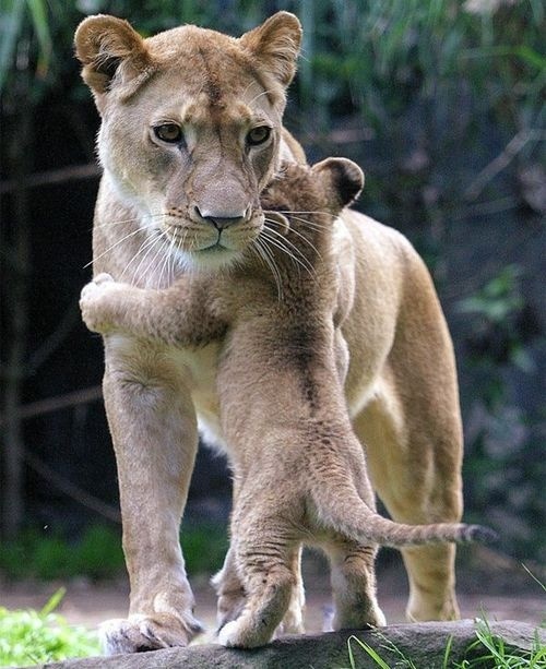 Kram ifrån mamma