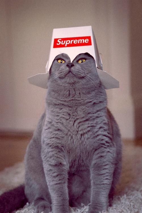 Supreme leader