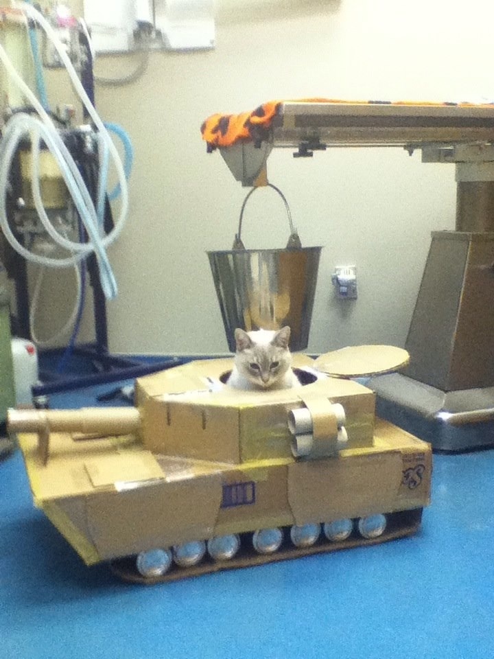 Kitty tank
