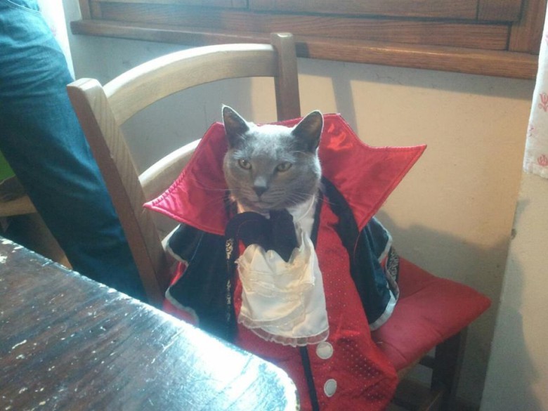 Dracula cat