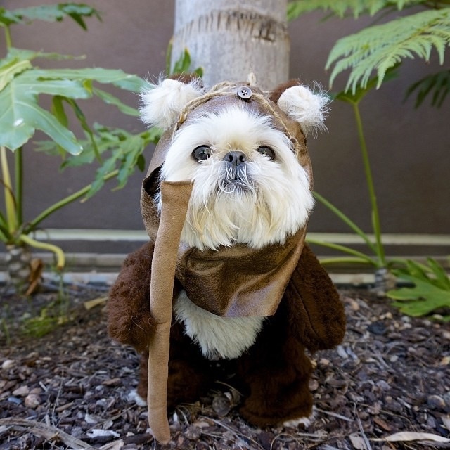 Ewok hund