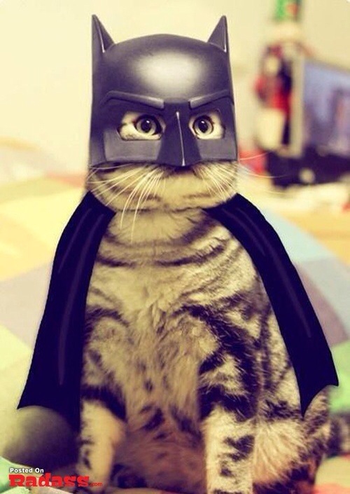 Batcat