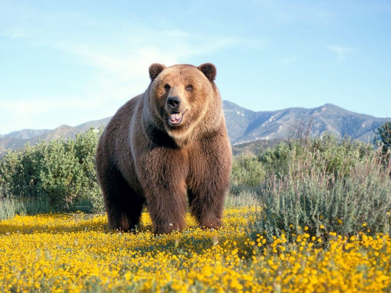 Lycklig björn