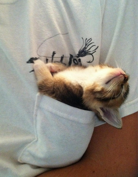 Pocket kitty