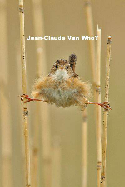 Jean-Claud van Vem?