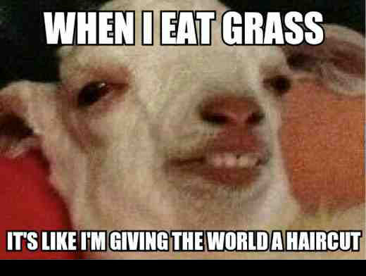 När jag äter gräs...