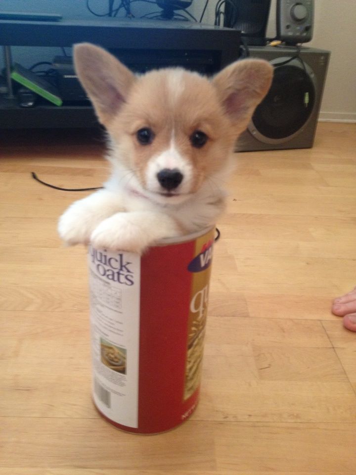 Corgi in a can