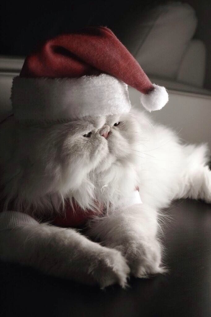 Santa Claws