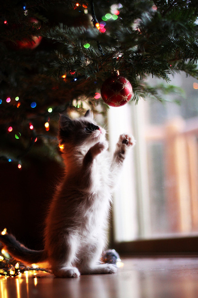 Kattungens första jul