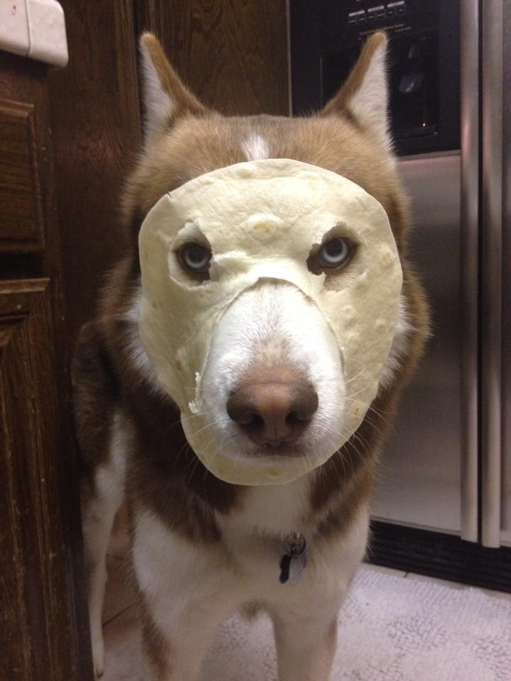 Tortilladog