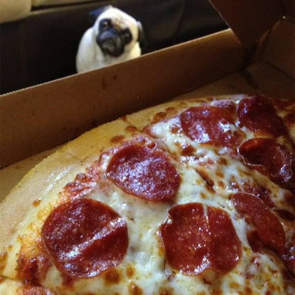 Hungry pug