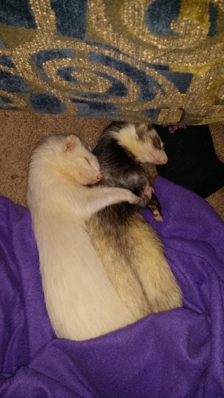 Ferret cuddles