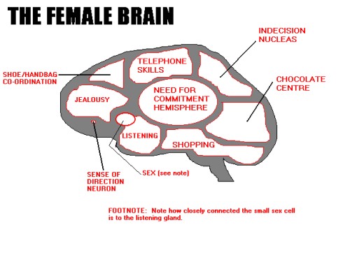 Översiktbild av kvinliga hjärnan