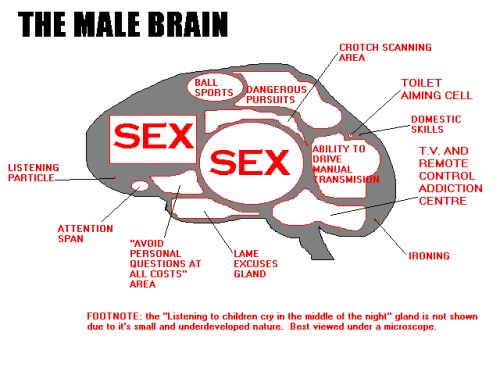 Översiktbild av manliga hjärnan