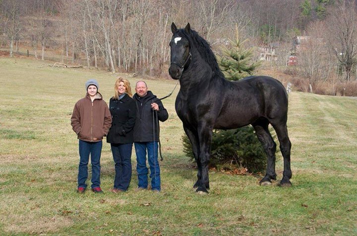 En extremt stor häst
