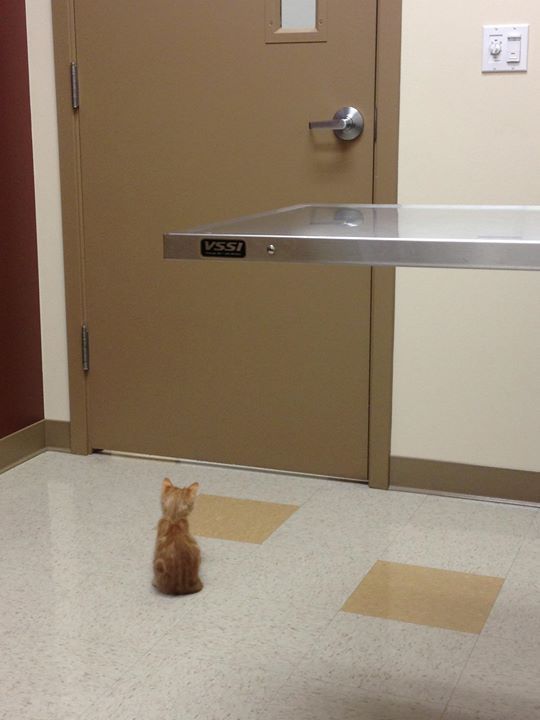 Väntar på veterinären