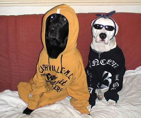 Gangsta dogs