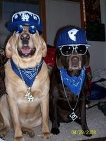 Gangsta dogs
