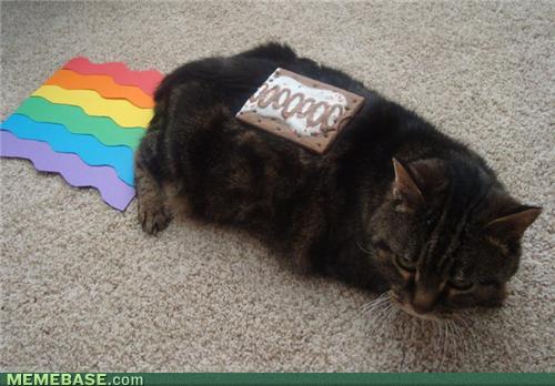 Nyan Cat IRL
