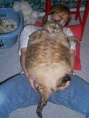 En riktigt fet katt