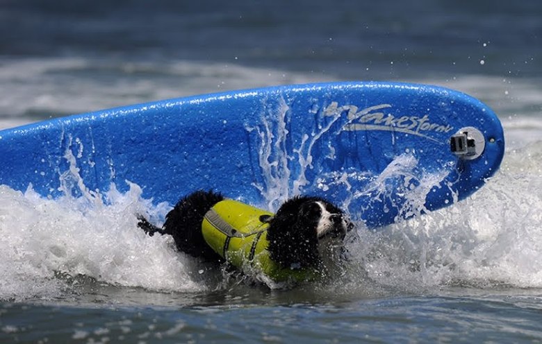Surfing dog championship 2011