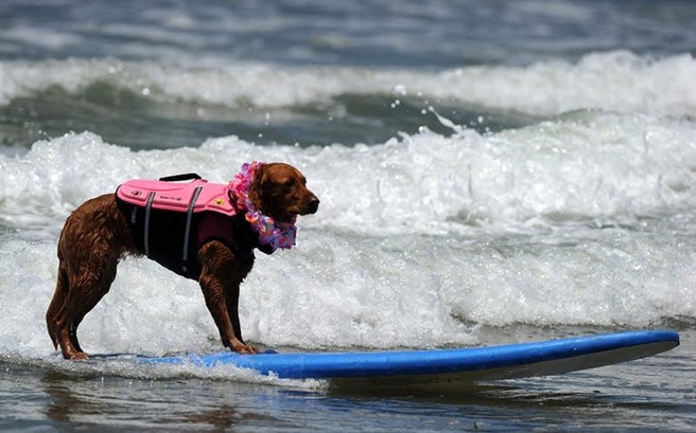 Surfing dog championship 2011