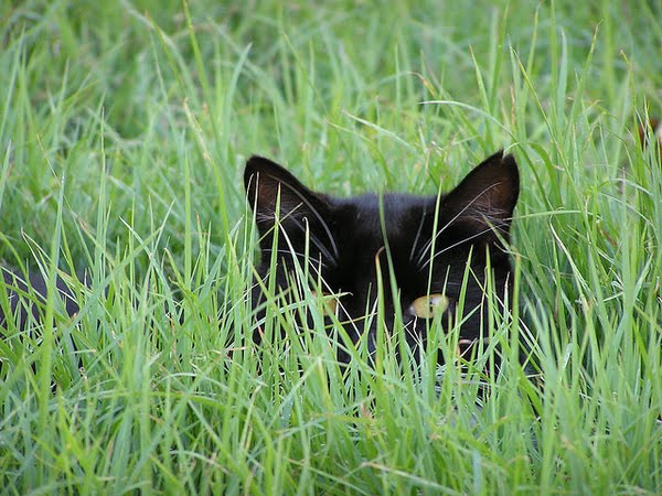 Katter som gömmer sig