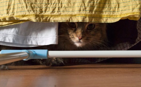 Katter som gömmer sig