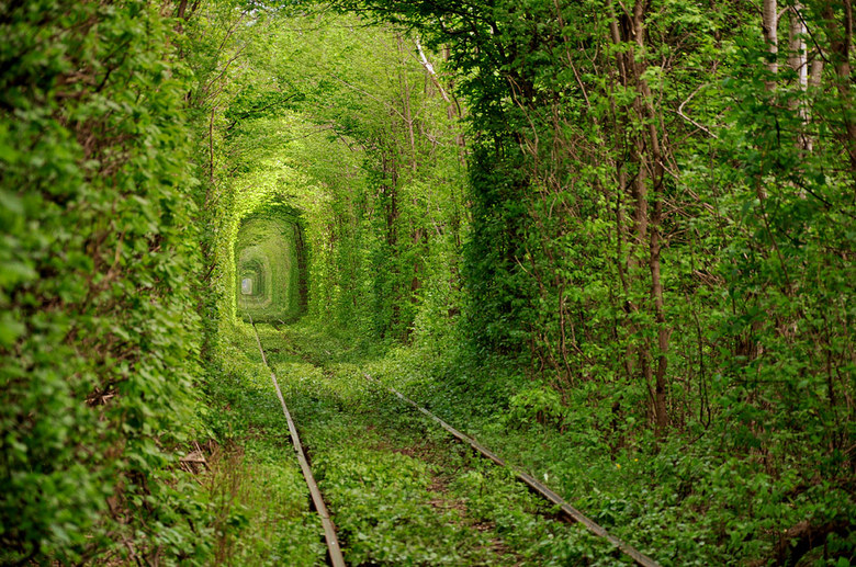 Trädtunnel i Ukraina