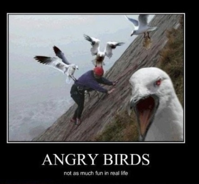 Angry Birds irl 2