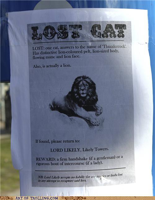 Försvunnen katt