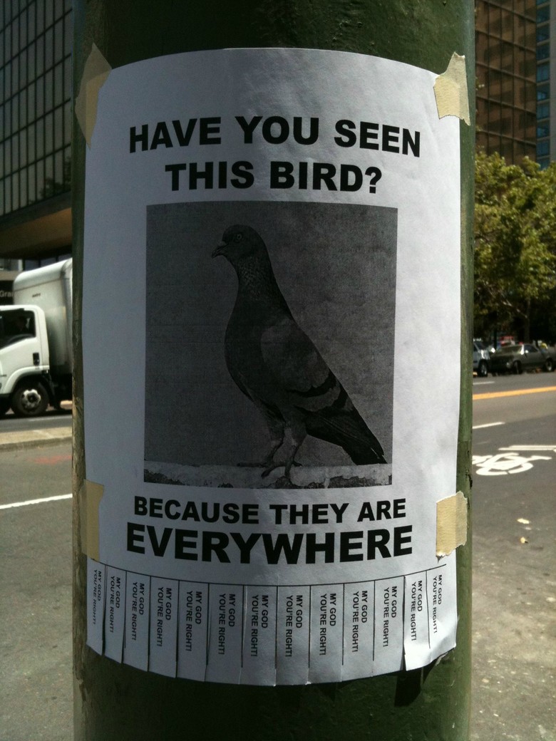 Har du sett den här fågeln?