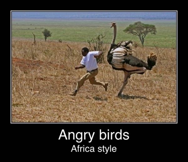 Angry birds i Afrika