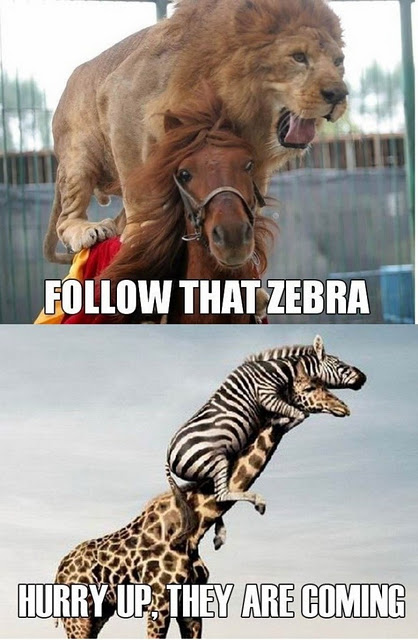 Följ efter den zebran!