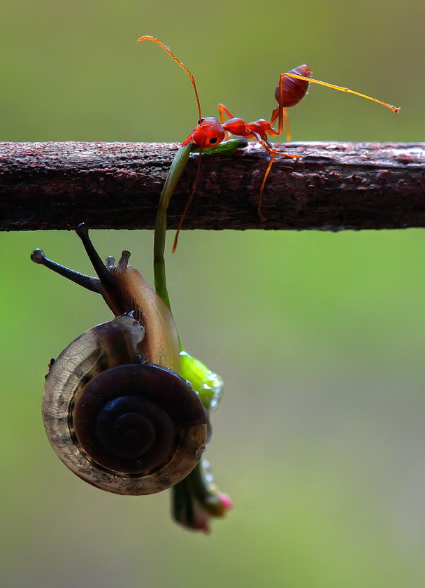 Myra hjälper snigel ta sig upp för gren