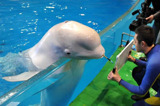 Delfin som kan måla