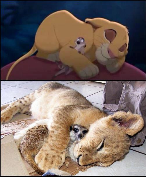 Hakuna Matata IRL