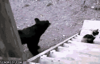 Björn vs katt
