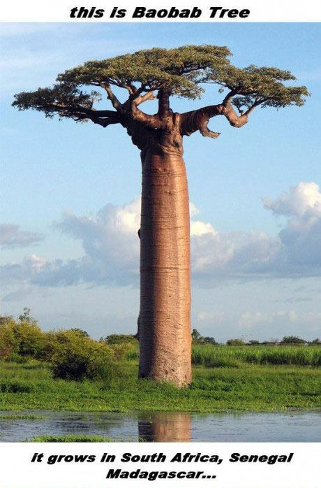 Trädet Baobab