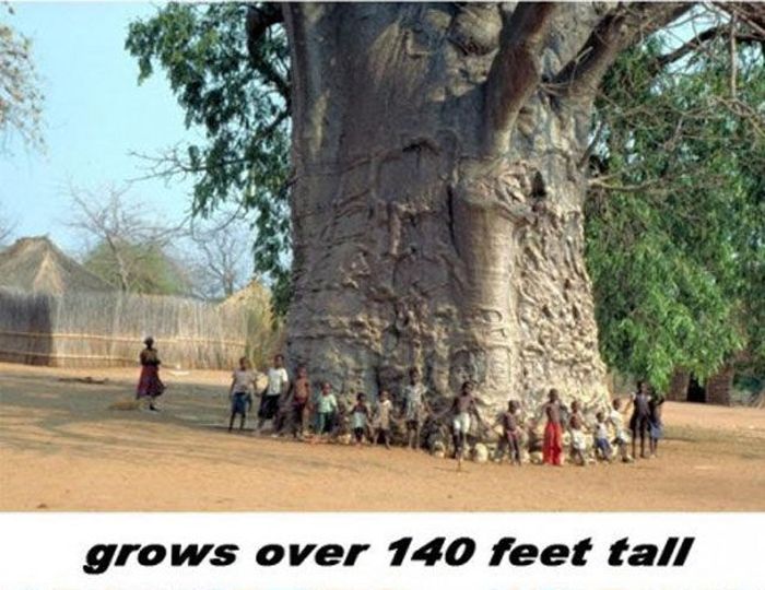 Trädet Baobab