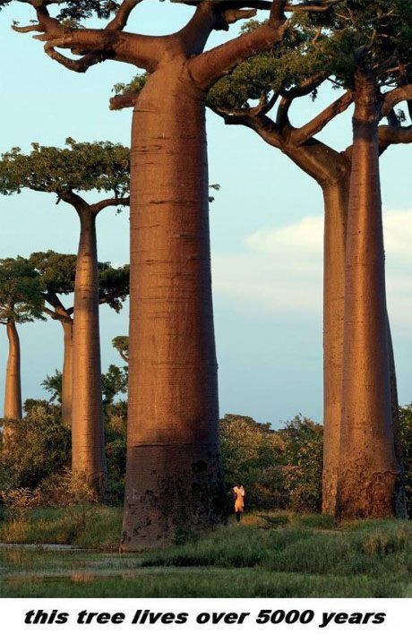 Trädet Baobab