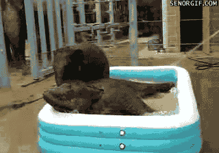 Elefanter leker i pool