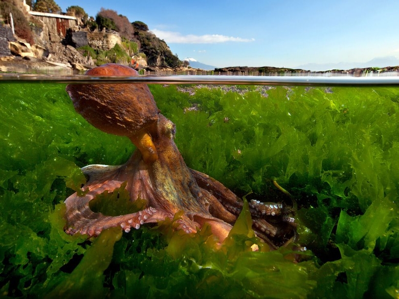 Cool bild på bläckfisk från Italien