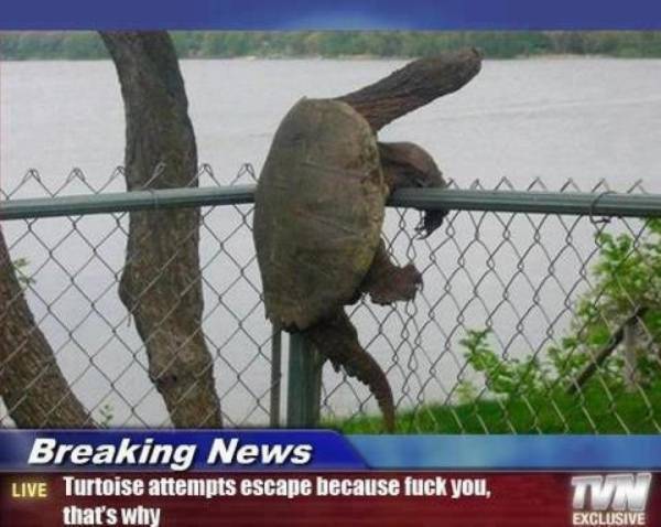 Sköldpadda som är rebell
